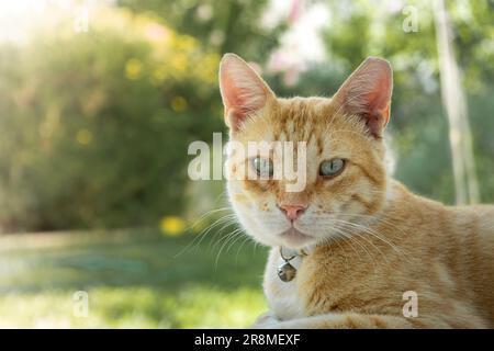 Adorable chat de tabby au gingembre avec des yeux vert vif assis dans un vert verdant prairie, en profitant de l'extérieur Banque D'Images