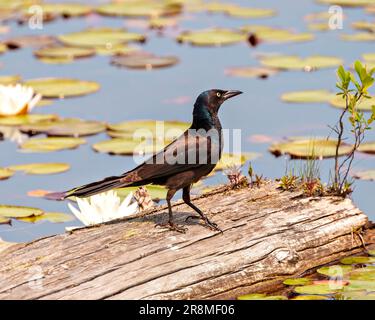 Vue rapprochée de Common Grackle sur une souche d'arbre avec un arrière-plan de coussins de nénuphars dans son environnement et son habitat environnant. Image de masse Banque D'Images