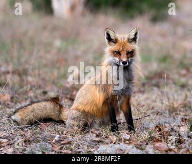 Profil de Red Fox en gros plan assis sur de la mousse blanche et des feuilles brunes au printemps avec un arrière-plan flou et regardant l'appareil photo dans son environnement a Banque D'Images