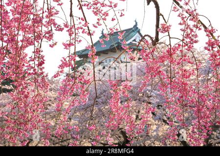 Cerisiers Shidare dans le château de Hirosakijo Banque D'Images