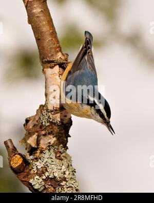 Vue en gros plan Nuthatch à poitrine rouge perchée sur une branche et regardant vers le sol avec bec ouvert et arrière-plan flou dans son environnement Banque D'Images