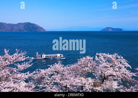 Cerisiers en fleurs à Kaizu-Osaki et sur l'île Chikubujima Banque D'Images