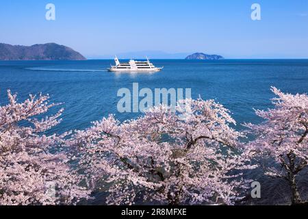 Cerisiers en fleurs à Kaizu-Osaki et sur l'île Chikubujima Banque D'Images