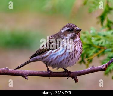 Vue rapprochée de la femme Finch, perchée sur une branche avec un fond coloré dans son environnement et son habitat environnant. Image de finch violet. Banque D'Images