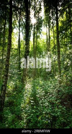 Filtrage de la lumière du soleil à travers une forêt anglaise Banque D'Images