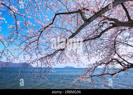 Cerisiers en fleurs à Kaizu-Osaki et sur l'île Chikubujima Banque D'Images