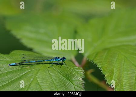 Coenagrion commun bleu de mouche bleue puella, bandes noires mâles bleu ciel sur l'abdomen avec la forme 'U' noire sur le segment deux de l'abdomen. Les ailes sont reposées au repos Banque D'Images