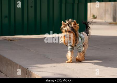 Un joli petit chien marche dans un parc de la ville. Banque D'Images