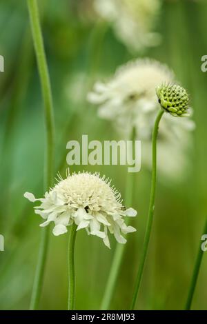 Cephalaria gigantea, fleurs géantes scabieuses, jaunes scabieuses, de couleur promrose scabieuses avec des centres verdâtres, Banque D'Images