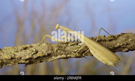 10 juin 2023, oblast d'Odessa, Ukraine, Europe de l'est: Grande femme priant mantis assis sur la branche dans l'herbe et le ciel bleu fond. European mantis (Credit image: © Andrey Nekrasov/ZUMA Press Wire) USAGE ÉDITORIAL SEULEMENT! Non destiné À un usage commercial ! Banque D'Images