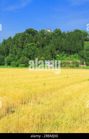 Château Echizen-Ono et rizières Banque D'Images