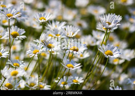 Marguerite à oeil-de-boeuf (Leucanthemum vulgare) dans le jardin - gros plan Banque D'Images