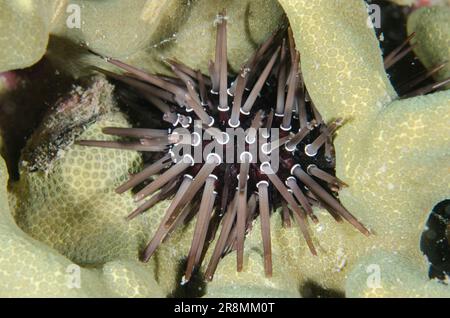 Urchin, Echinometra mathaei, dans le corail, plongée de nuit, site de plongée du canal de Mimpi, près de l'île de Menjangan, Bali, Indonésie Banque D'Images
