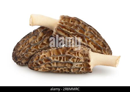champignon morel brut isolé sur fond blanc avec une pleine profondeur de champ Banque D'Images