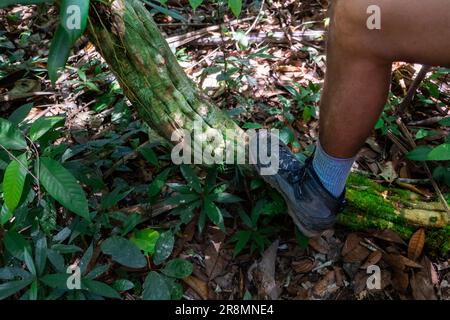 Gros plan de la jambe et de la botte d'un guide latino-américain méconnaissable reposant sur une vigne, un liana ou un tronc d'arbre lors d'une visite dans une forêt primaire de l'Amazone Banque D'Images