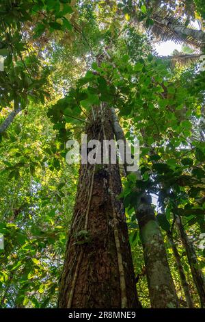 Photo verticale regardant le ciel d'une forêt primaire dense dans la jungle de la forêt amazonienne équatorienne, Tena, Amérique latine. Flore, écosystème, Banque D'Images