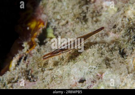 Zanzibar Urchin Shrimp, Tuleariocaris zanzibarica, plongée de nuit, site de plongée du canal de Mimpi, près de l'île de Menjangan, Bali, Indonésie Banque D'Images