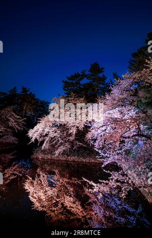 Cerisiers en fleurs la nuit dans le parc Hirosaki Banque D'Images