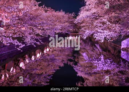 Cerisiers en fleurs la nuit dans le parc Hirosaki Banque D'Images