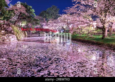 Cerisiers en fleurs la nuit dans le parc Hirosaki Banque D'Images