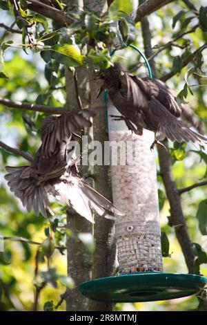 Les étoiles ( Sturnus vulgaris) ne sont pas d'accord sur qui mange en premier du porte-ver de repas Oxfordshire Angleterre royaume-uni Banque D'Images