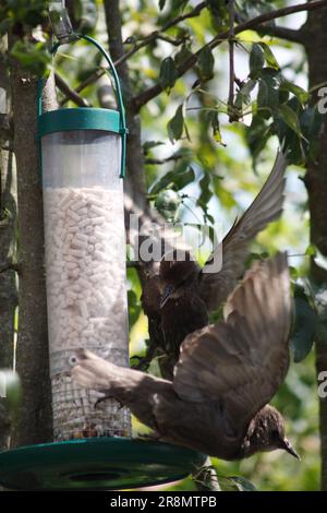 Les étoiles ( Sturnus vulgaris) ne sont pas d'accord sur qui mange en premier du porte-ver de repas Oxfordshire Angleterre royaume-uni Banque D'Images