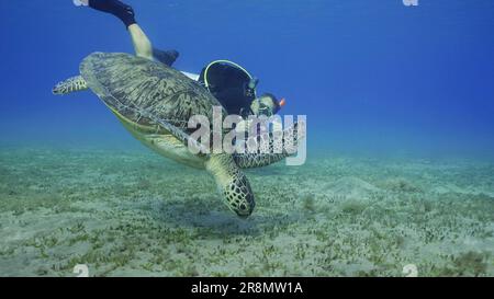 La tortue de mer filmant par Scubadiver se défilme vers le fond marin. Le mâle aquanaut tourne la vidéo de la tortue verte (Chelonia mydas) plonge sur le pré de la mer, la mer Rouge Banque D'Images