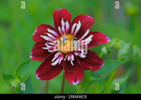 Dahlia fleuri unique dans le jardin avec des bourdons Banque D'Images