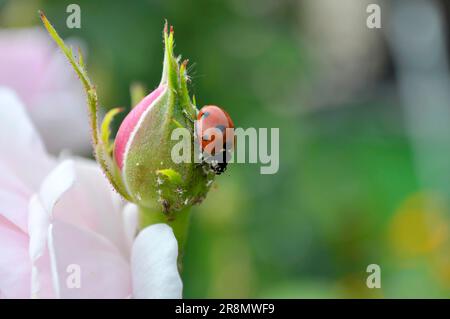 Ladybird, coccinella septempunctata Banque D'Images