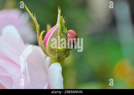 Ladybird, coccinella septempunctata Banque D'Images