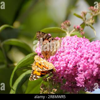 Papillon : paire de papillons de chardon sur buisson de papillon, lilas d'été Banque D'Images