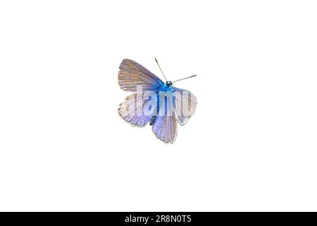 papillon bleu lycaenidae sur fond blanc 01 Banque D'Images