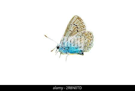 papillon lycaenidae bleu sur fond blanc Banque D'Images