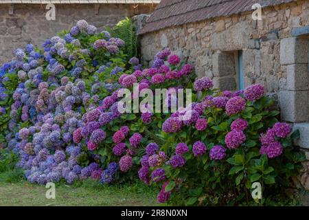 Hortensia fleuris en Bretagne Banque D'Images