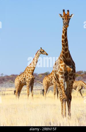 La vie sauvage de Namibie, le parc d'Etosha, saison sèche Banque D'Images