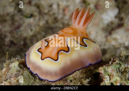 Co's Nudibranch, Goniobranchus coi, plongée de nuit, site de plongée de rencontres fermées, Pemuteran, Bali, Indonésie Banque D'Images