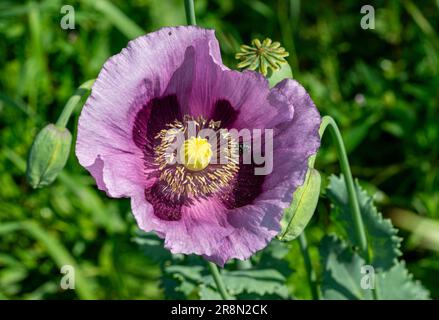 Gros plan sur le pavot à opium (Papaver somniferum) Banque D'Images