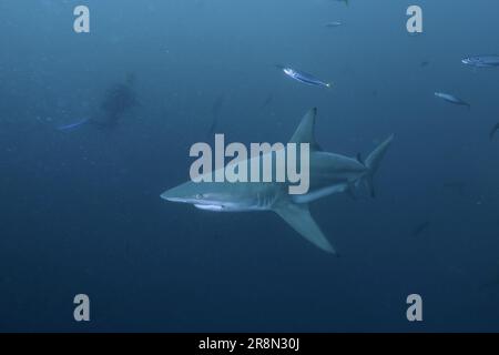 Requin noir (Carcharhinus limbatus), site de plongée de Protea Banks, Margate, KwaZulu Natal, Afrique du Sud Banque D'Images