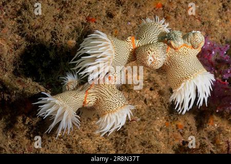 Anemone tigre, wrapper gorgonien (Nemanthus annamensis), site de plongée de Aliwal Shoal, Umkomaas, KwaZulu Natal, Afrique du Sud Banque D'Images
