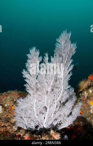 Corail d'arbre de Noël (Antipates dendrochristos), corail de brousse, site de plongée Aliwal Shoal, Umkomaas, KwaZulu Natal, Afrique du Sud Banque D'Images