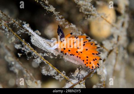 Favorinus Nudibranch annelé , avorinus tsurganus, se nourrissant d'oeufs d'une autre nudibranche, site de plongée de pente d'épave, Tulamben, Karangasem, Bali, Indonésie Banque D'Images