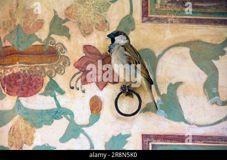 Maison d'arrosage (Passer domesticus), homme, murale dans le pavillon, Ganesh Pol, fort d'Amber, Jaipur, Rajasthan, Bruant, fort, Inde Banque D'Images