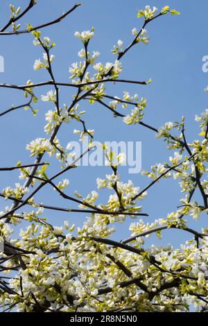 Cercis canadensis Red bud à fleurs blanches Cercis 'Royal White', Cercis canadensis 'Royal White' arbuste à fleurs Redbud White Blossoms branches Banque D'Images