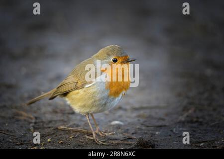 Gros plan détaillé d'un oiseau roux (erithacus rubecula) sauvage isolé sur un sol extérieur. Banque D'Images