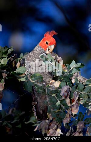 Gang-gang cocatoo (Clocephalon fimbriatum), homme, Nouvelle-Galles du Sud, Australie Banque D'Images