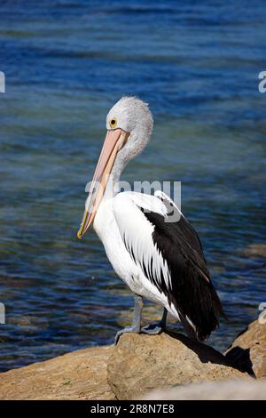 Pelican australien (Pelecanus oscillatus), Kangaroo Island, Australie Banque D'Images