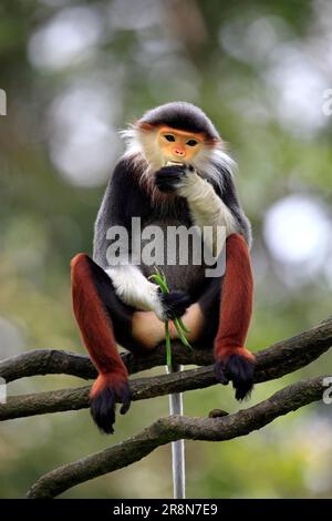 Douc moucheté de rouge (Pygathrix nemaeus) Langur Banque D'Images