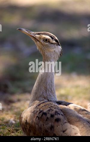 Australian Bustard (Ardeotis australis), Australie Banque D'Images