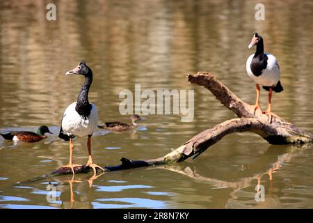 Bernaches de Magpie (Anseranas semipalmata), paire, Australie Banque D'Images