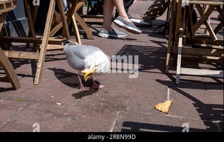 Brighton Royaume-Uni 22nd juin 2023 - Un pékish hareng guette dans une grande tranche de toast il a volé d'une table de café à Brighton un autre chaud jour d'été. Les mouettes sont devenues des ravageurs dans de nombreuses stations balnéaires autour de la Grande-Bretagne car elles sont souvent attrapés voler de la nourriture : crédit Simon Dack / Alamy Live News Banque D'Images